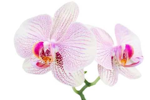 Small branch with two spotted orchids Stock Photos