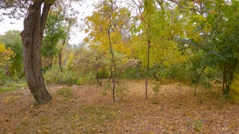 Small branches and tree trank. Stock Footage 205829932