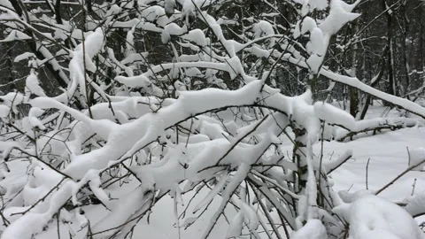 Small branches covered with snow at a forest Stock Footage 217718291