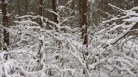 Small branches covered with snow at a winter pine forest Stock Footage 217747886