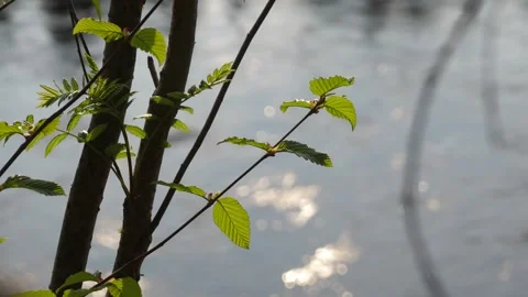 Small branches with first leaves. Water on background Stock-Footage 269505942