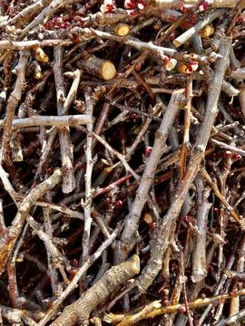 Small branches of a tree broken for a fire Stock-Fotos