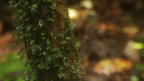 Small branches of trees Stockbeeldmateriaal 149123749