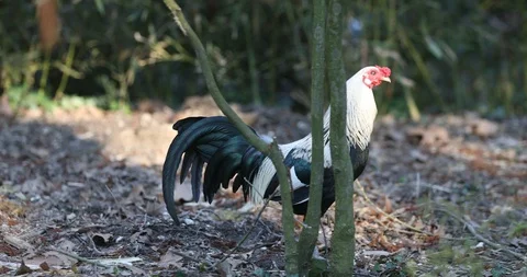 Small breed of chicken Stock Footage 126120284