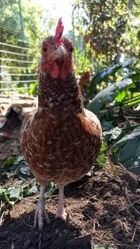 Small breed chicken looking at the camera Stock Photos