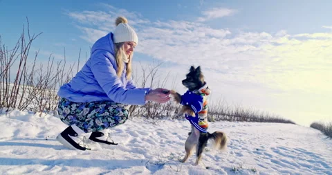 A small breed dog can stand on its hind legs. Stock Footage 253495818