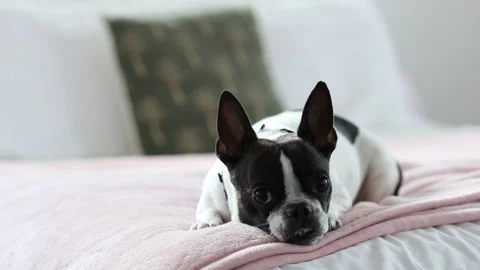 Small breed dog laying on a bed then jumps off in a hurry Stock Footage 168789792