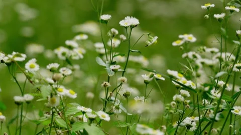 Small Breeze blowing on a field of daisy flowers during the early summer days Vídeos de archivo 336649319