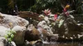 Small Bridge And Waterfall In Garden HD Footage