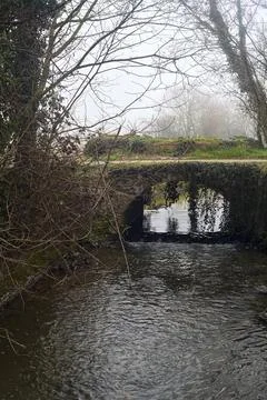 Small bridge over a stream of water under a group of bare trees on a foggy .. Stock Photos