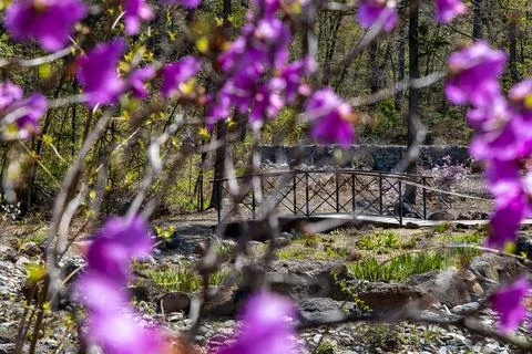 A small bridge in the park Stock Photos
