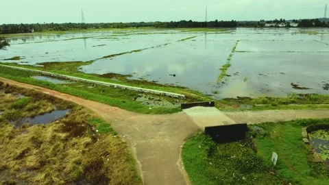 Small bridge ,Trijunction paddy field, B... | Stock Video | Pond5