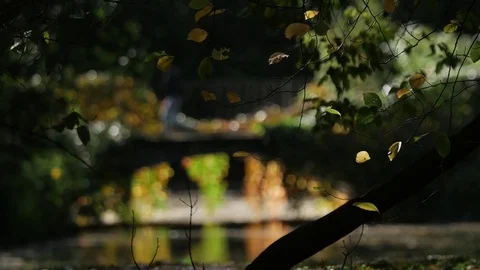 Small bridge in victorian park in Autumn/fall Stock Footage 80987436