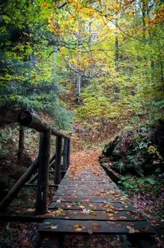 Small bridge in woods Stock Photos