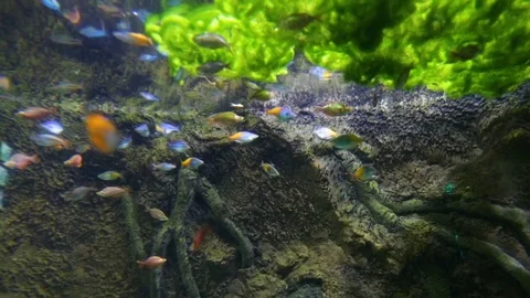 Small bright fish in algae Vidéo 74631761