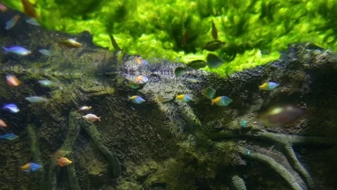Small bright fish in algae near root Vidéo 74631924