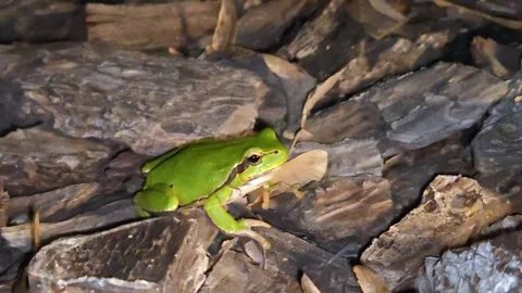A small, bright green frog sits on the ground in the evening Видео 317571091