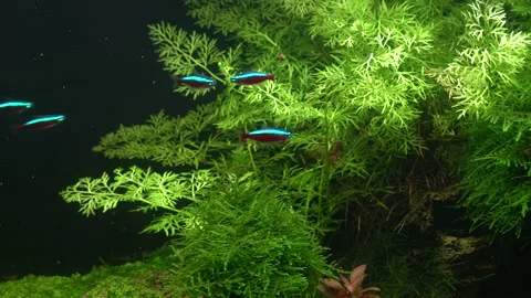 Small bright neons. 스톡 동영상 177447186