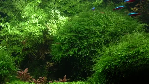 Small bright neons. 스톡 동영상 177448750