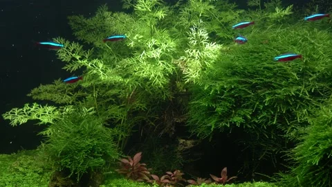 Small bright neons. 스톡 동영상 177450143