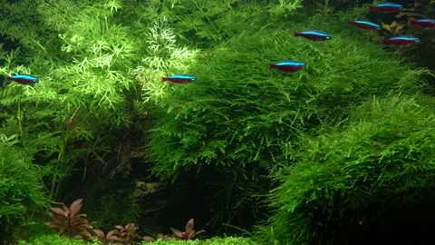 Small bright neons. 스톡 동영상 177450449