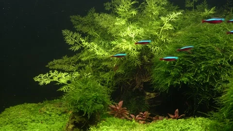 Small bright neons. 스톡 동영상 177450829