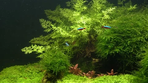 Small bright neons. Vidéo 177453662