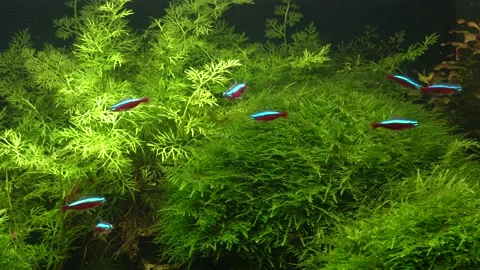 Small bright neons. 스톡 동영상 177454321