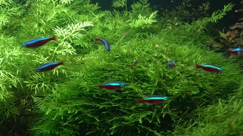 Small bright neons. 스톡 동영상 177457768