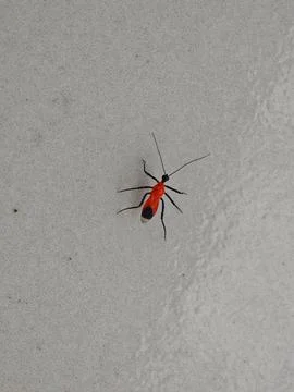 Small bright red assassin bug walking on textured light gray surface Stock Photos