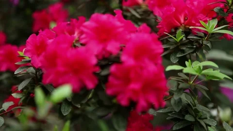 Small Bright Red Azalea Flowers on Slender Branches Covered With Leaves Close up Stock Footage 76383963