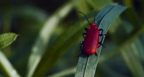 A small, bright red beetle is crawling on a green leaf. Stock Photos