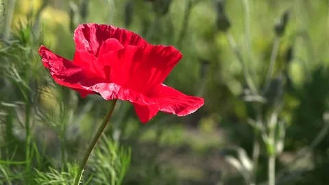 Small, bright red flowers. Stock Footage 83180593