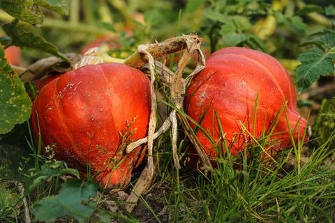 Small bright red orange decorative pumpkins growing in garden, closeup detail Stock Photos