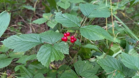 Small bright red wild berries on a leafy green plant in a forest Stock Footage 341509996