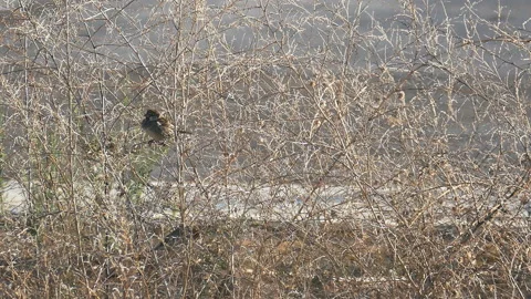 Small bright sparrow 스톡 동영상 93381945