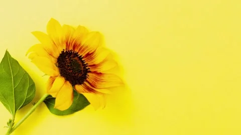 Small bright sunflower on a yellow background. Slow motion. Top view Stock Footage 162475659