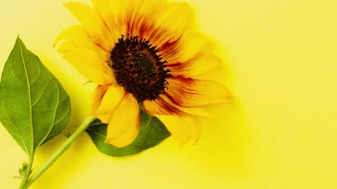 Small bright sunflower on a yellow background. Slow motion. Top view Stock Footage 162622956