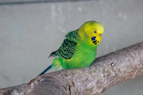 Small bright yellow parrot perched on a branch, it eats grass seeds and grain 写真素材
