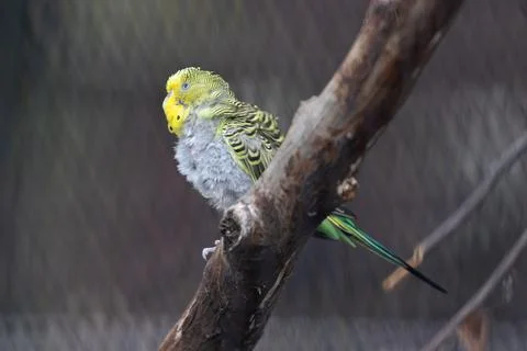 Small bright yellow parrot perched on a branch, it eats grass seeds and grain 写真素材