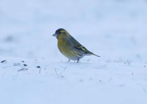 A small, brightly colored bird stands on a patch of snow Stock Photos