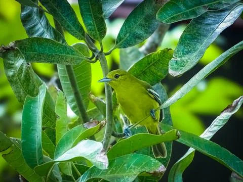 A small, brightly colored Common Iora perches on the branch of a tree Stock Photos