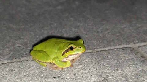 A small, brightly colored frog Stock Footage 317571415