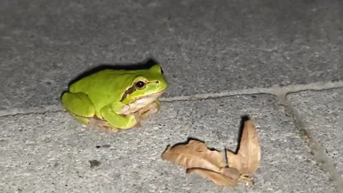 A small, brightly colored frog sits on the ground. Stock Footage 317571381
