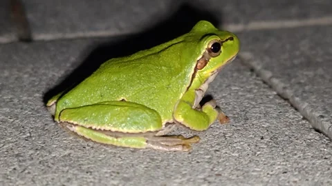 A small, brightly colored frog sits on the ground, close-up 스톡 동영상 317571426