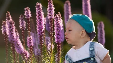 A small brightly dressed boy is playing with large purple flowers in the Stock Photos