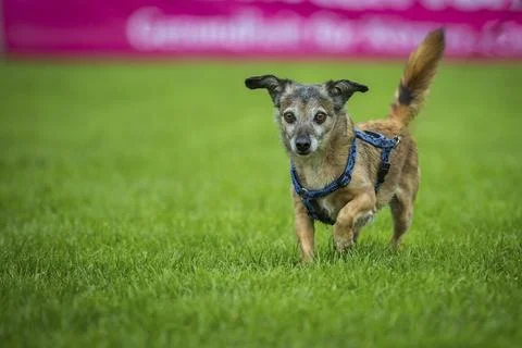 Small brindle mixed-breed dog runs across a meadow with big beady eyes Stock Photos