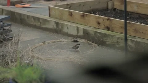 Small british bird in garden Stock Footage 182317432