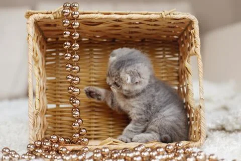 A small British kitten sits in a wicker basket and plays with golden beads ha Foto stock