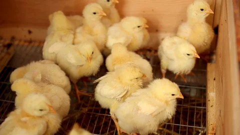 Small Broiler Chicken Stock Footage 107075282